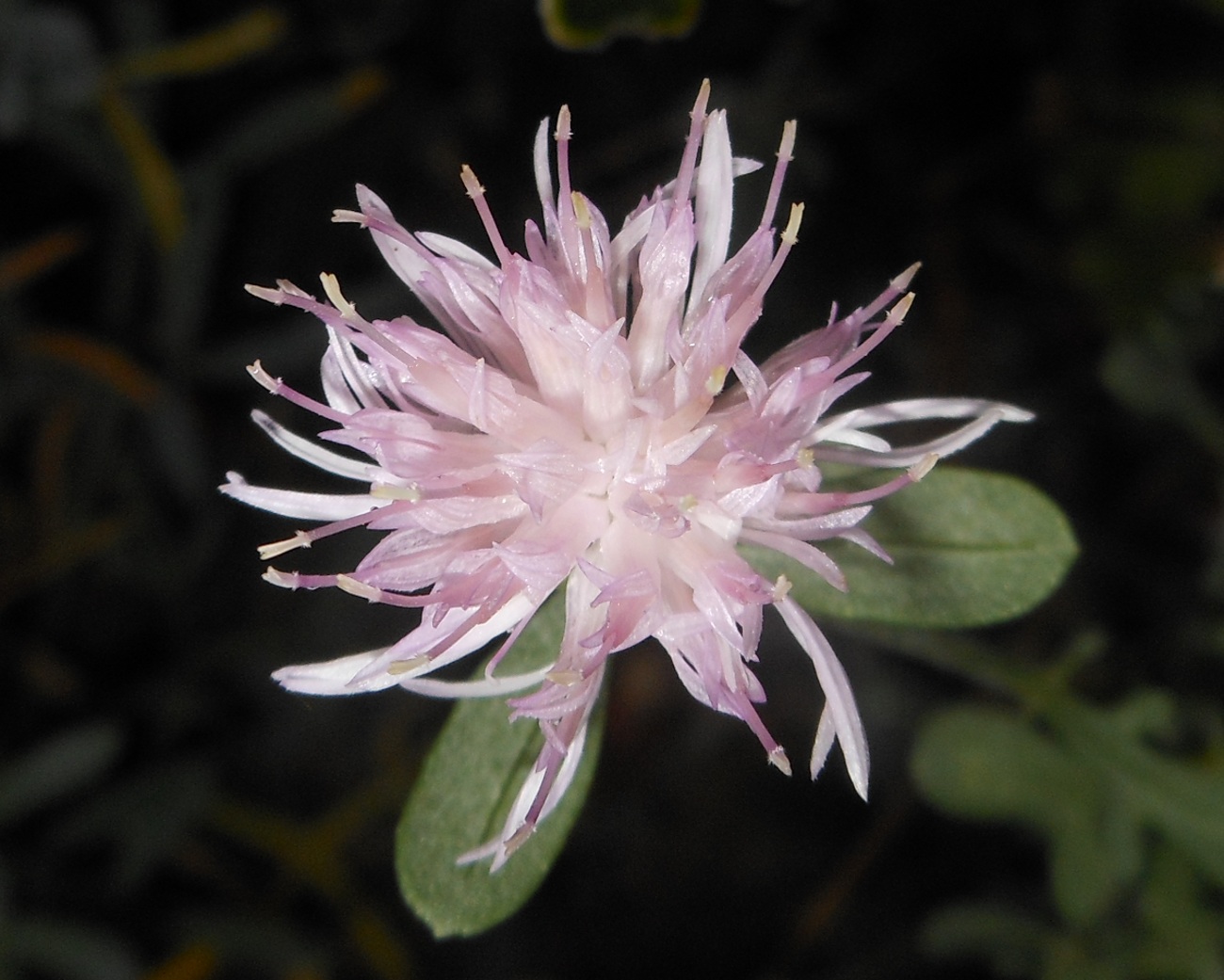 Centaurea paniculata L. subsp. subciliata (DC.) Arrigoni